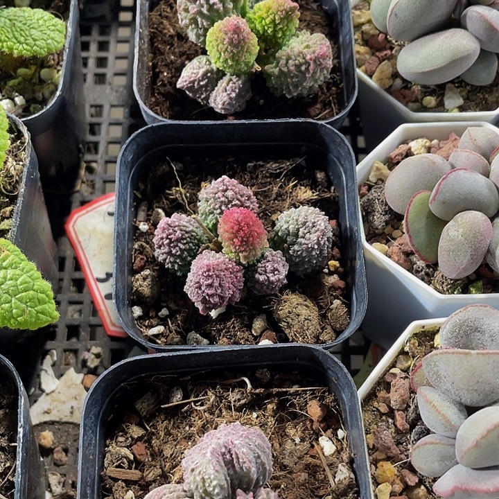 珠子玉带盆土发货