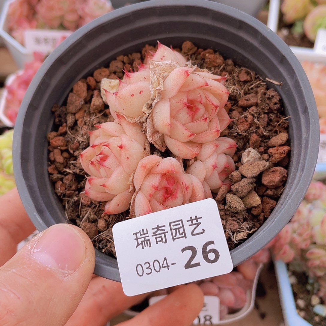 00000000000000026一物一拍