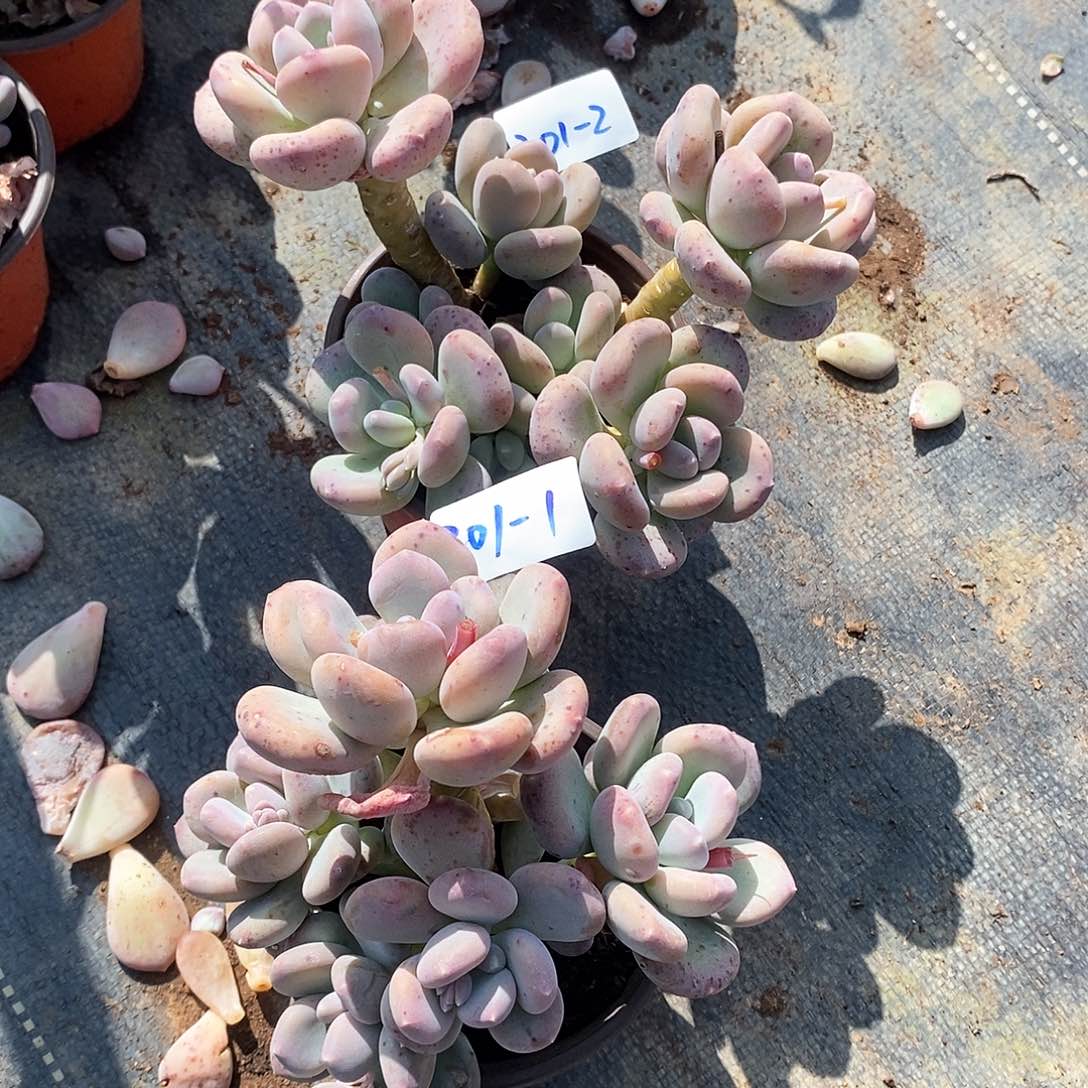 咿***勒多肉植物咖啡美人201-1-2
