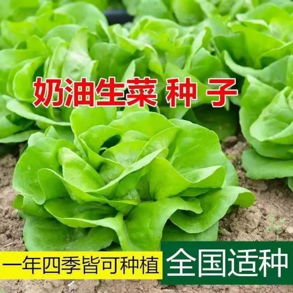 四季奶油生菜种子可生吃阳台盆栽夏季耐热蔬菜种籽农家玻璃生菜种