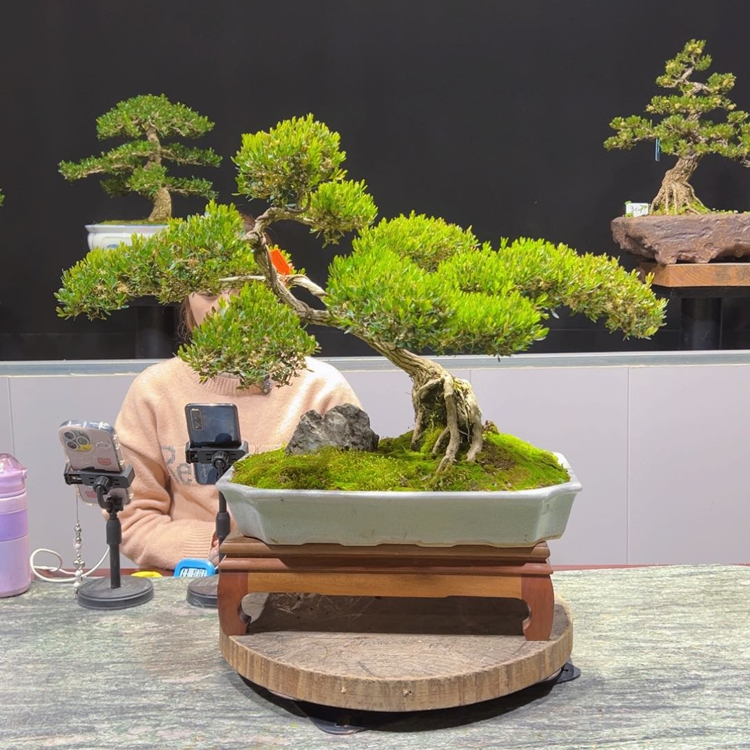 四季常青老桩黄杨盆景