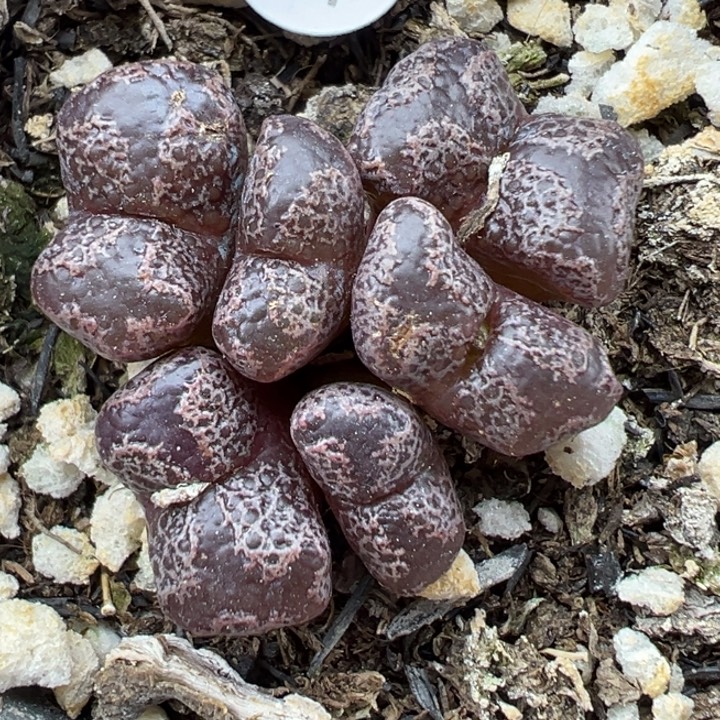 287号这颗多肉有点好看