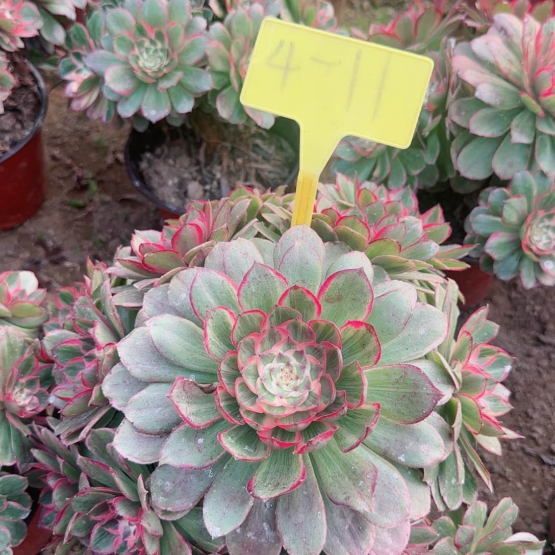 4-11--+多头多肉植物莲花座