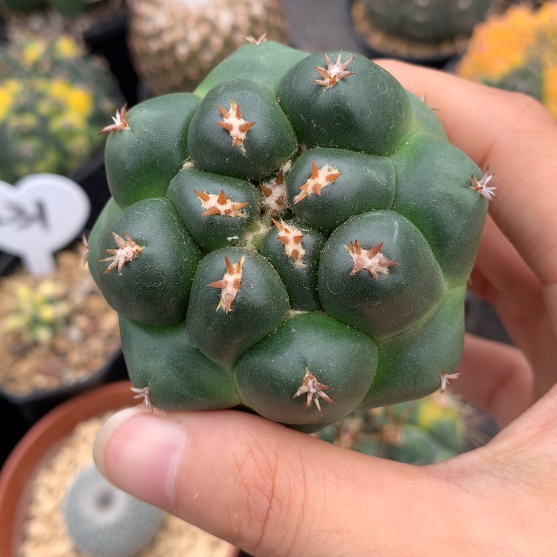 实生短豪刺象牙仙人球