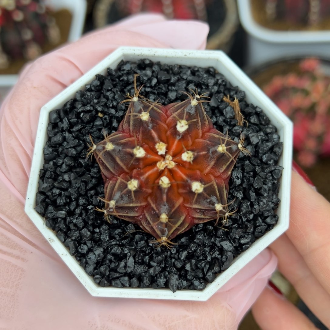 实生米哈仙人球，带盆土发货