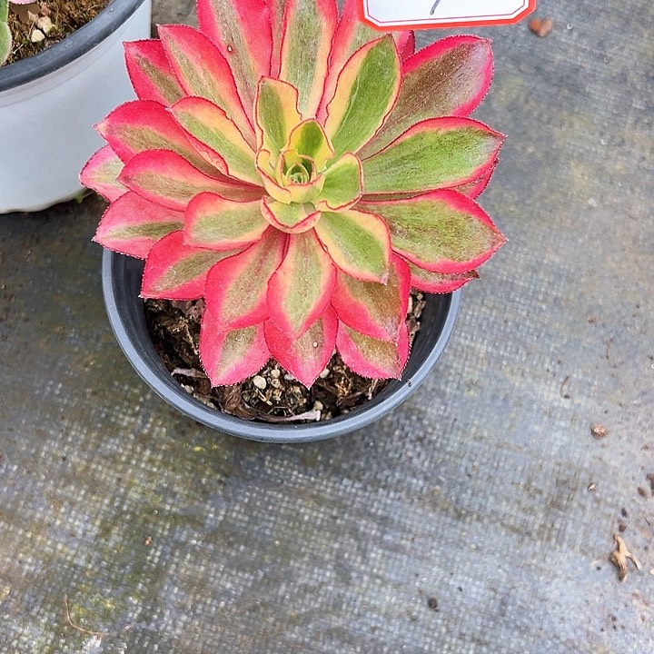 精品多肉植物1009