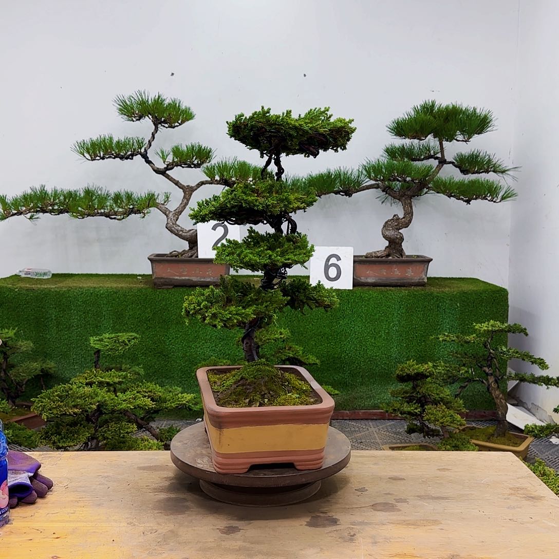 无花朵盆景盆景盆景