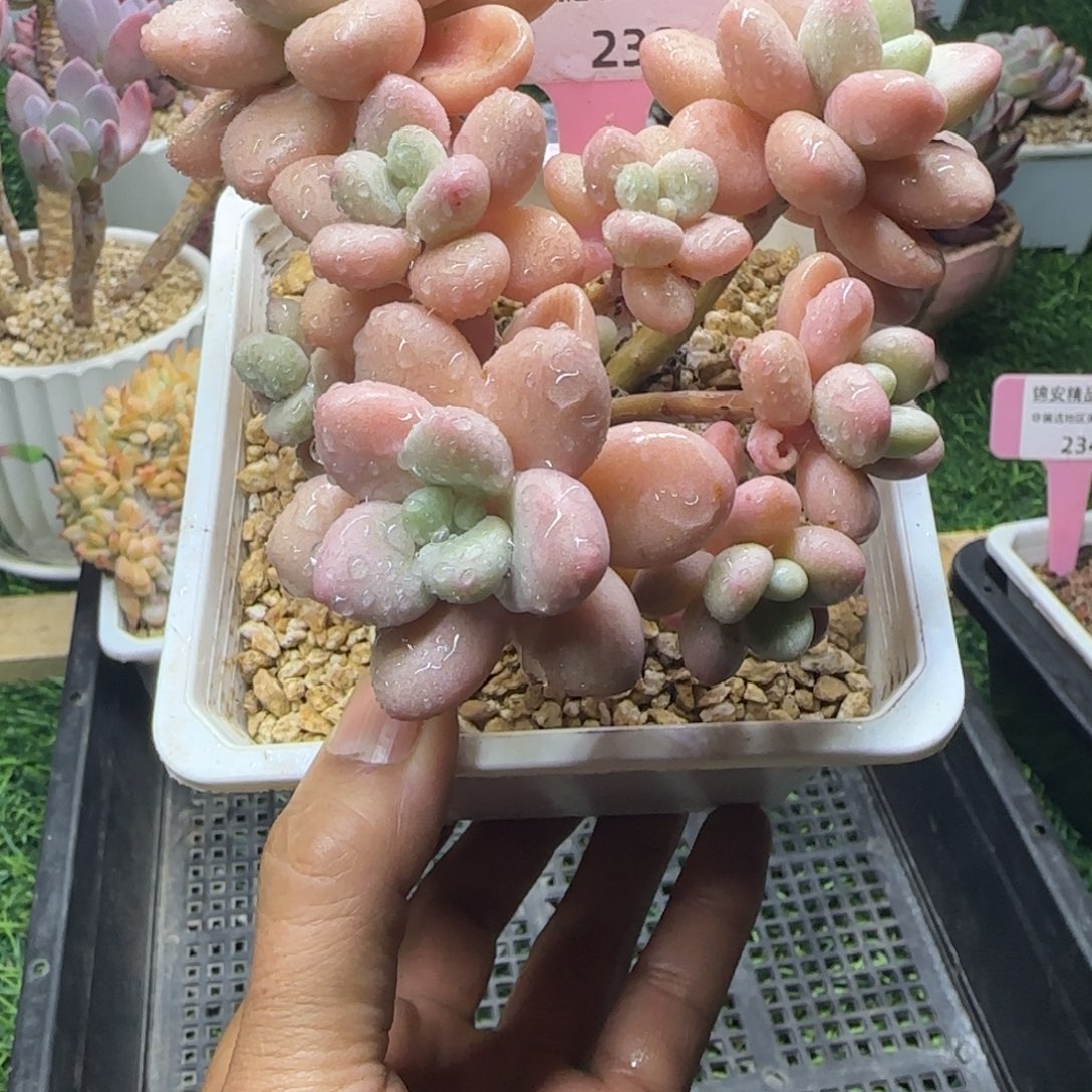 锦安精品多肉植物239