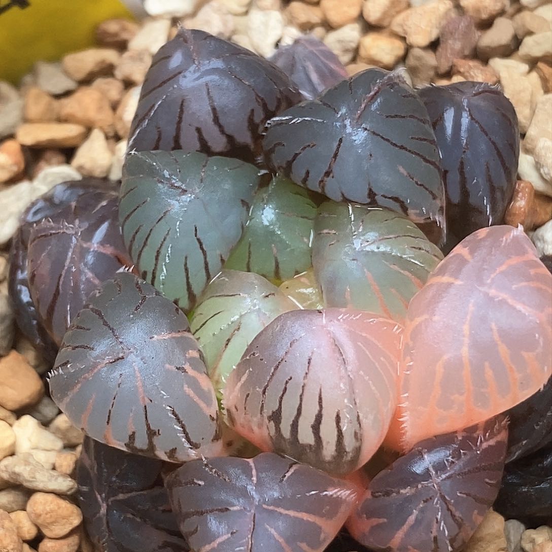 红陶248号蓝镜玉露锦一物一拍