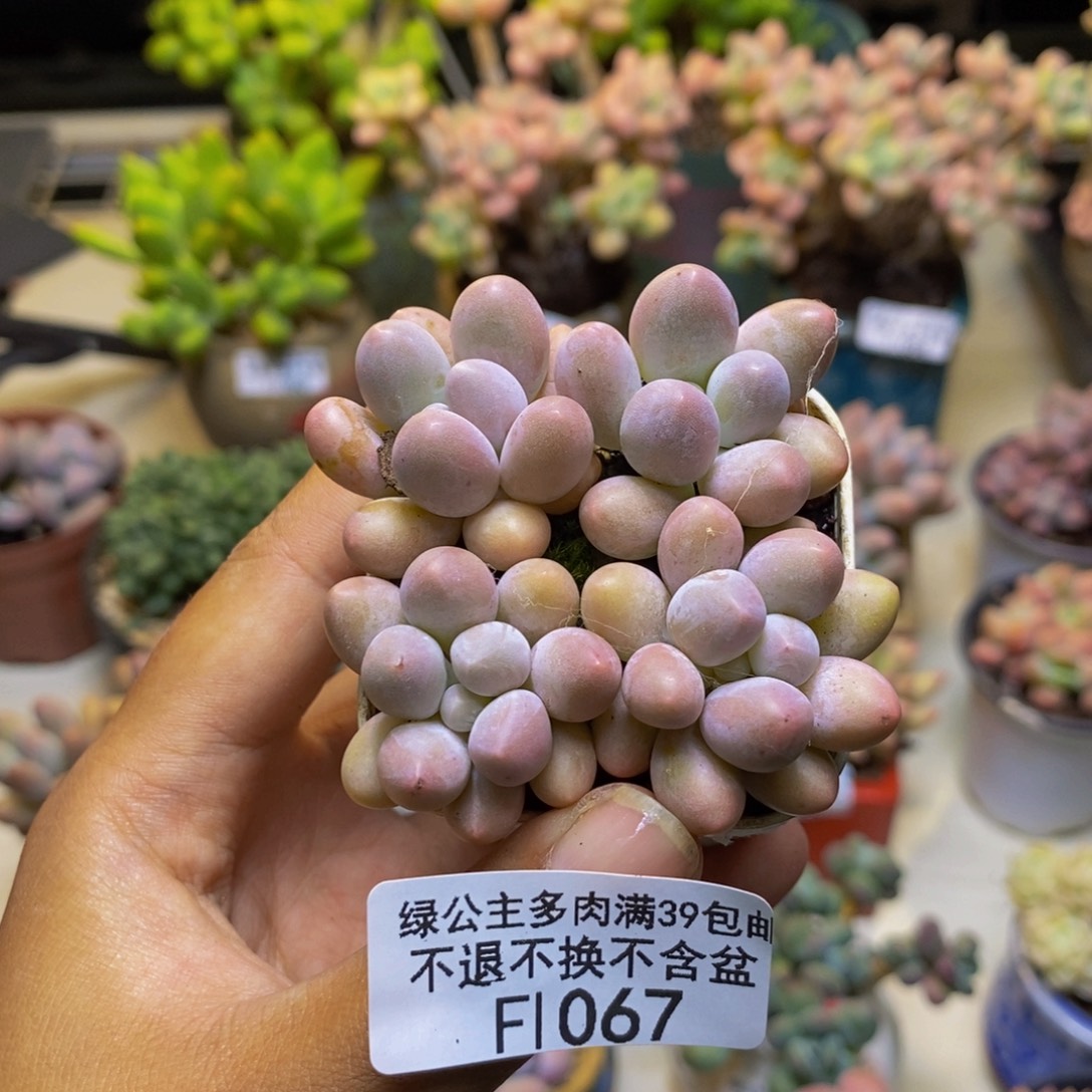 067粉泡泡四颗1.5cm