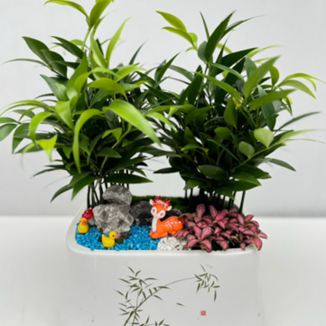 长寿竹 四季常绿（好养）