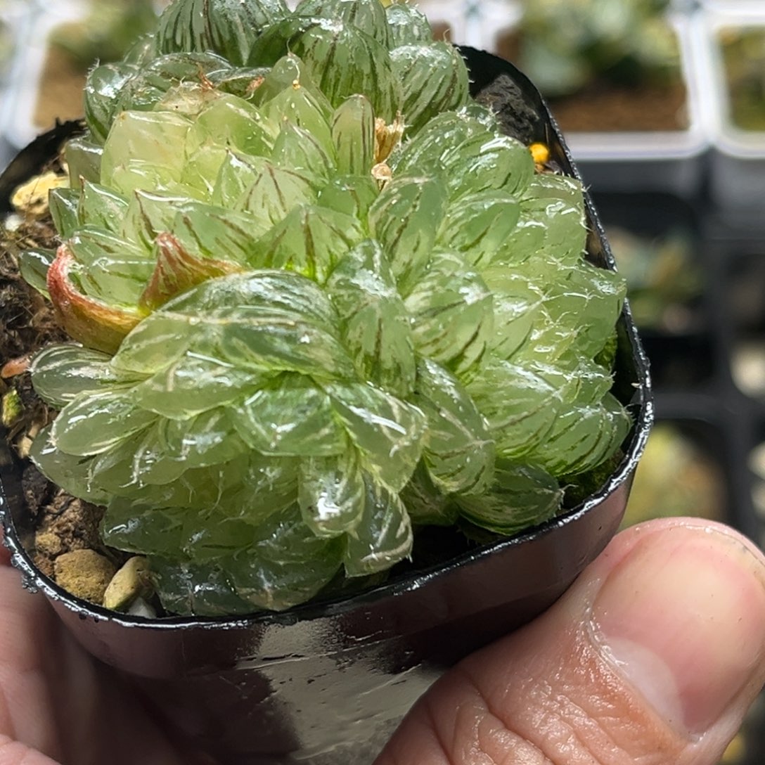 312四头翠云玉露锦