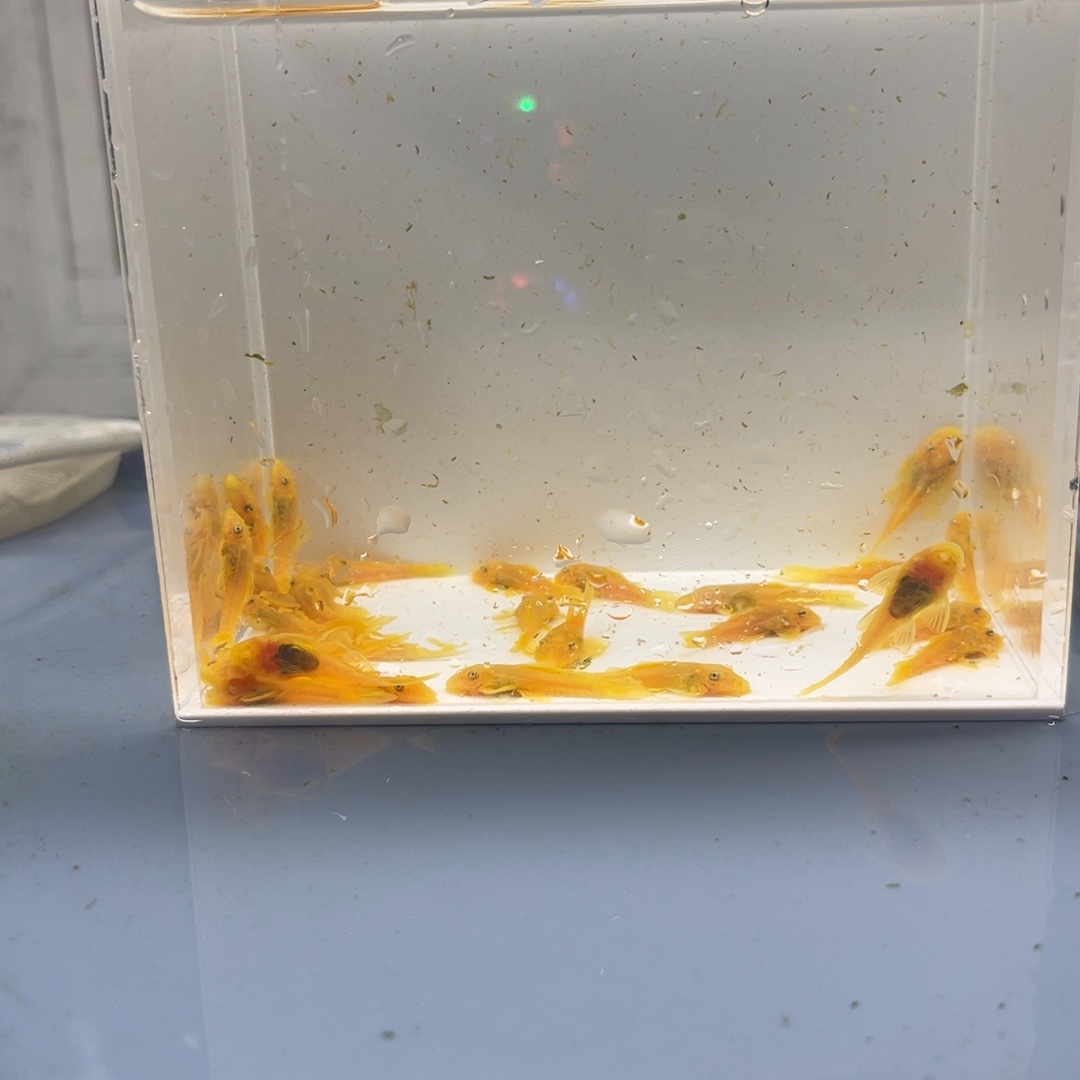 清道夫鱼小胡子30条开箱视频