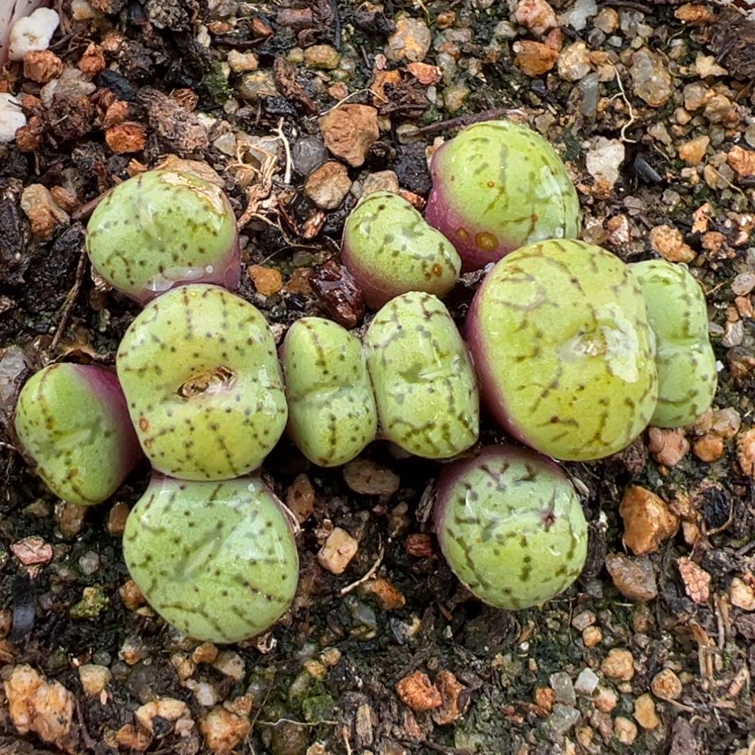 2.13好看的多肉391