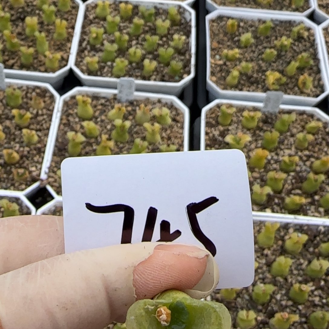 甜**?多肉多肉多肉745