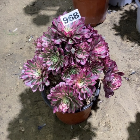 968红铜白134577889