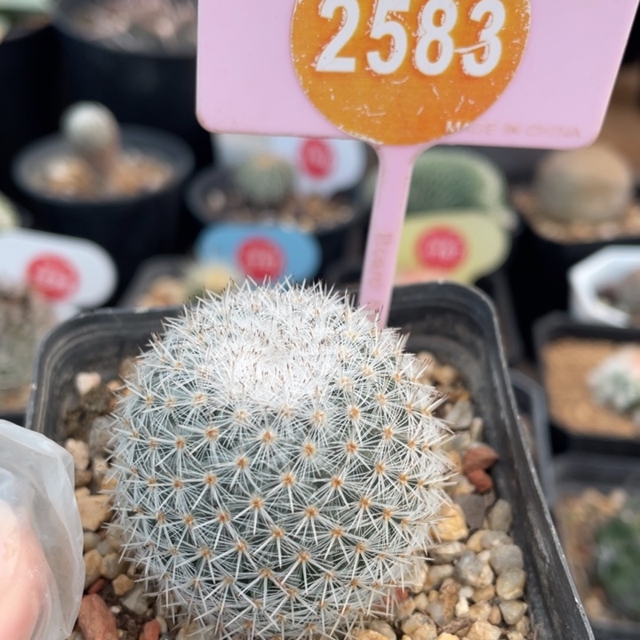 实生敷导2583000000