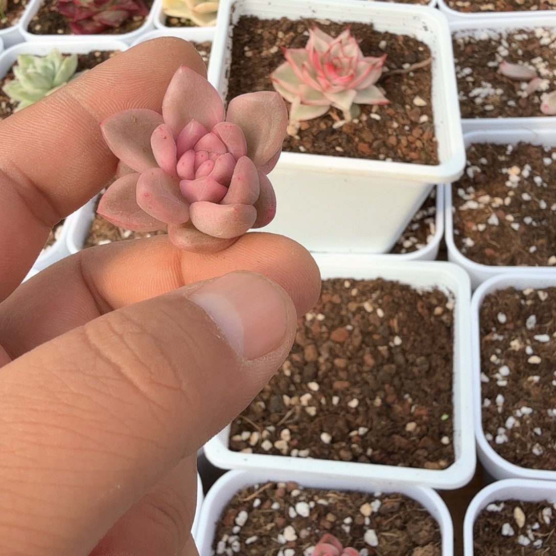 冰*冰月亮锦多肉锦多肉