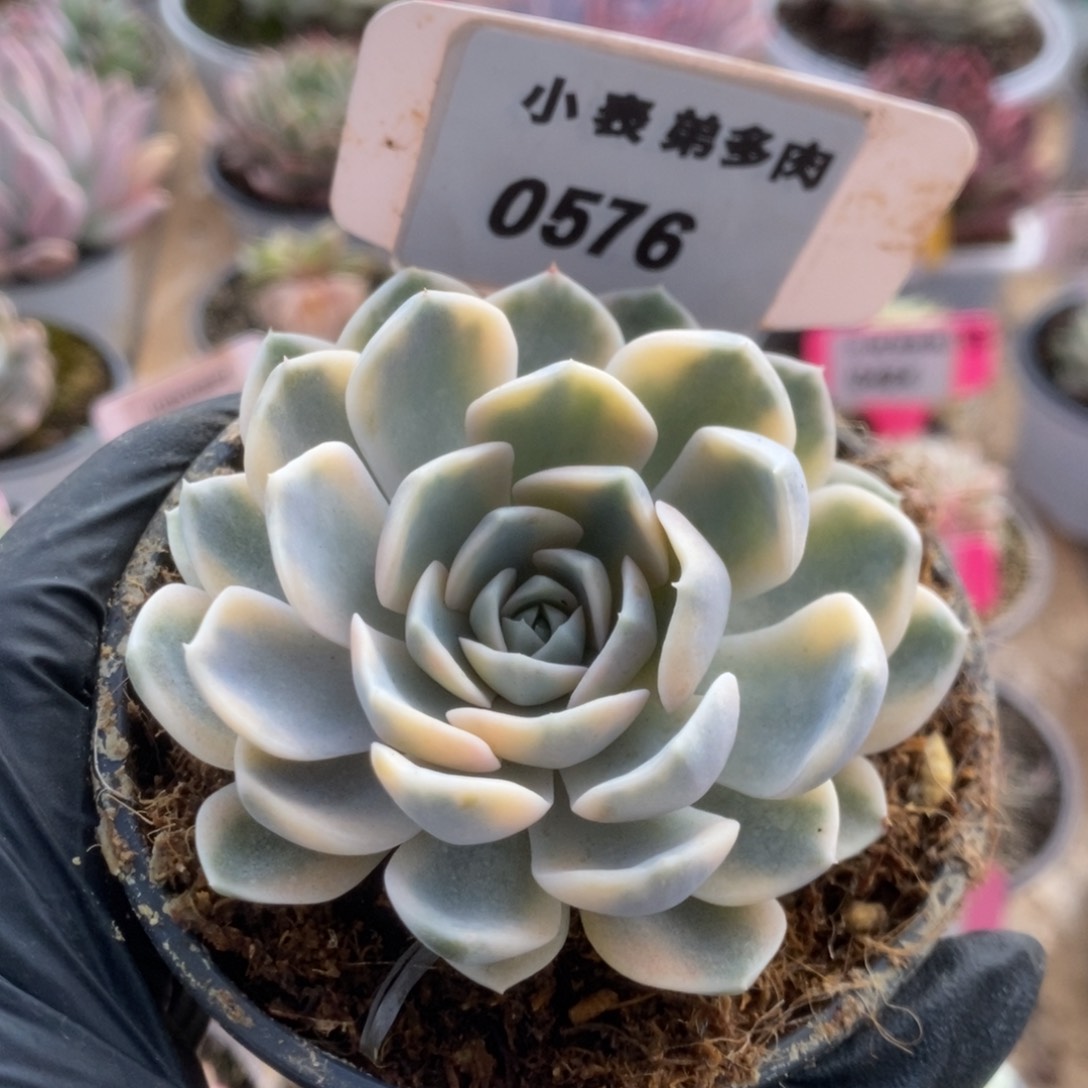 576汉堡锦锦锦锦锦锦