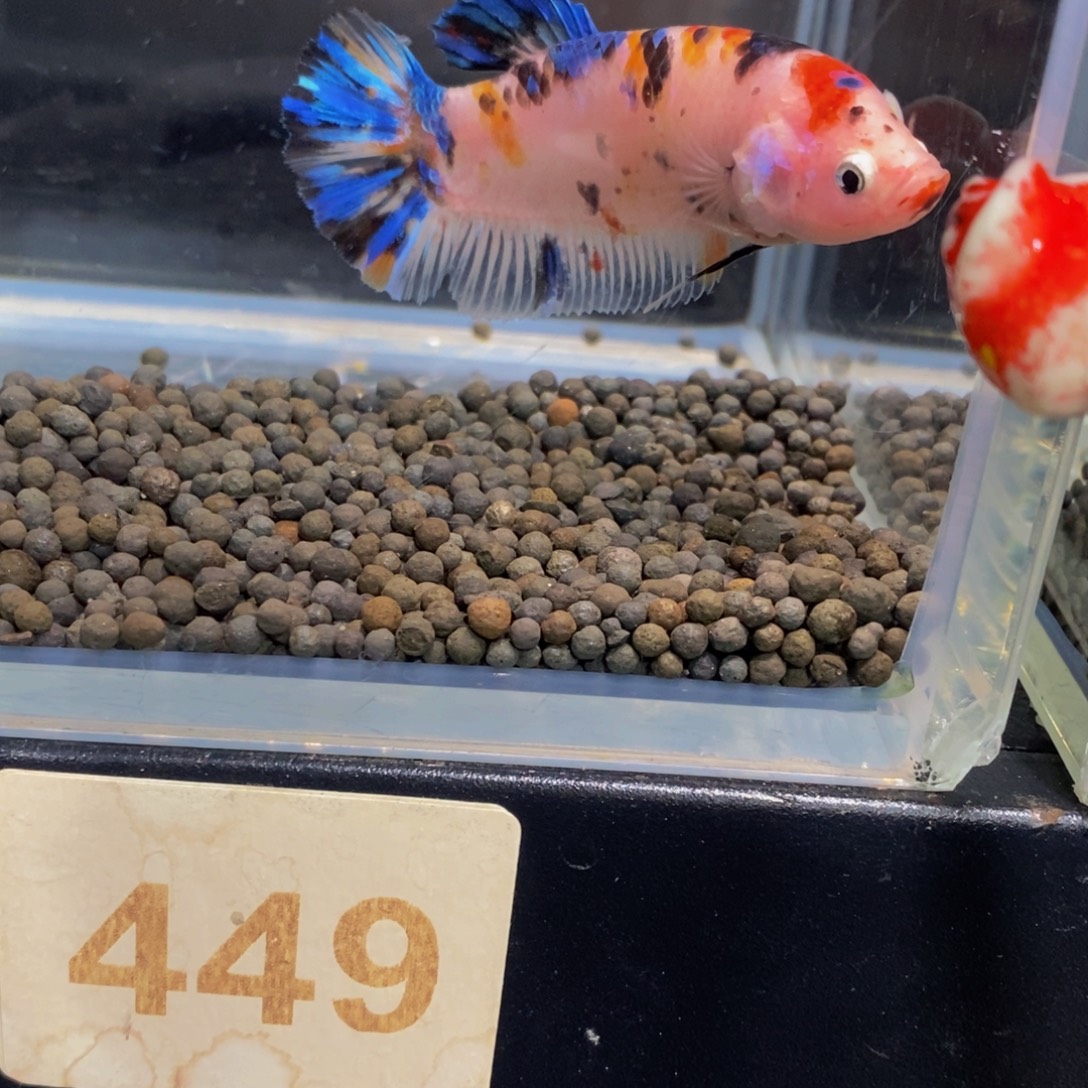 Y***.斗鱼449巨斗11111
