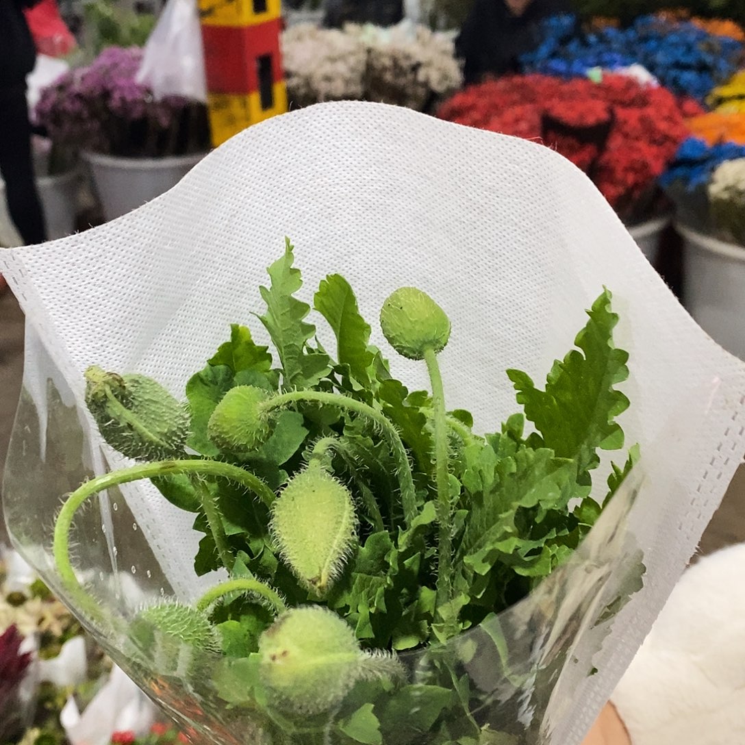 多头虞美人 1扎/不包邮/运费单拍