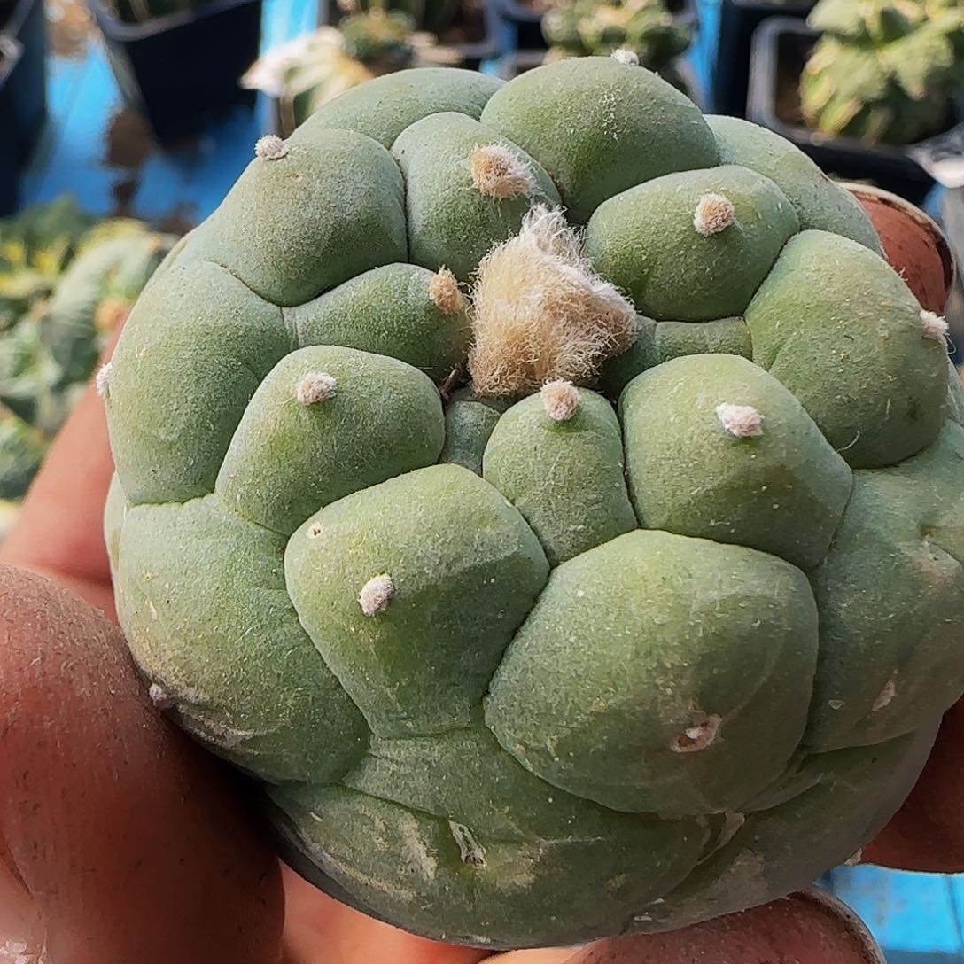 白肌佛头567萝卜根