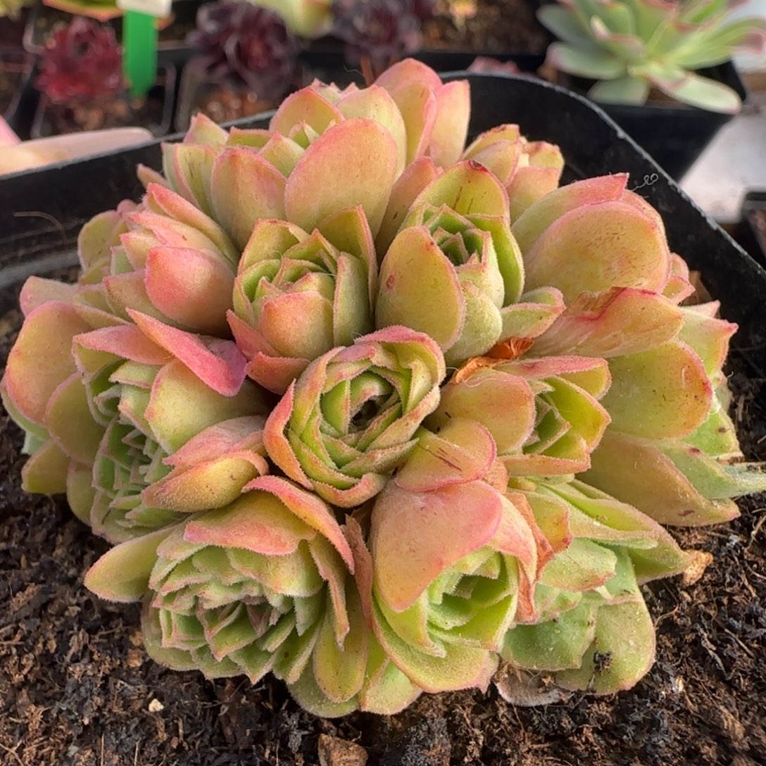 L579半城玫瑰绣球不含盆土