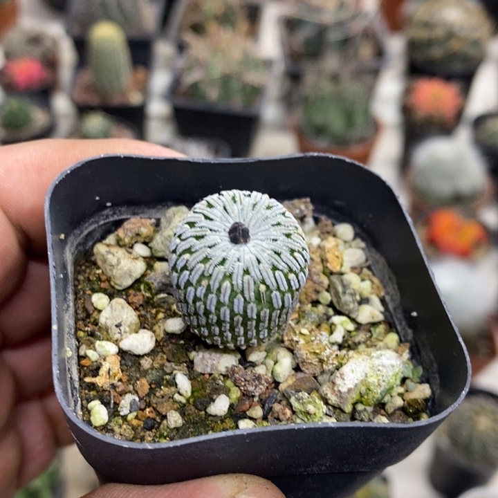 实生精巧殿特价福利