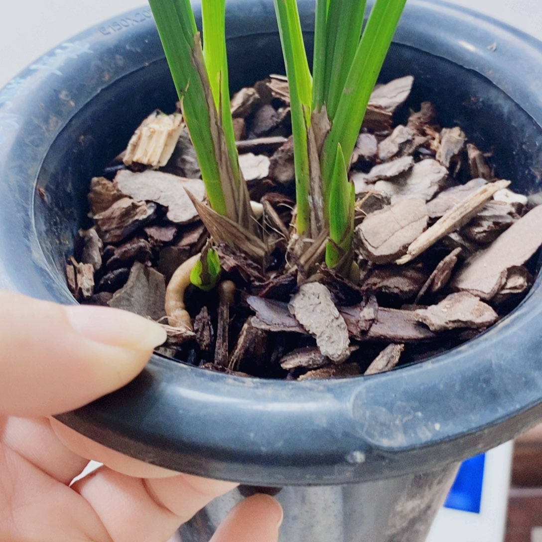咫****当前无花栽培后可以开花