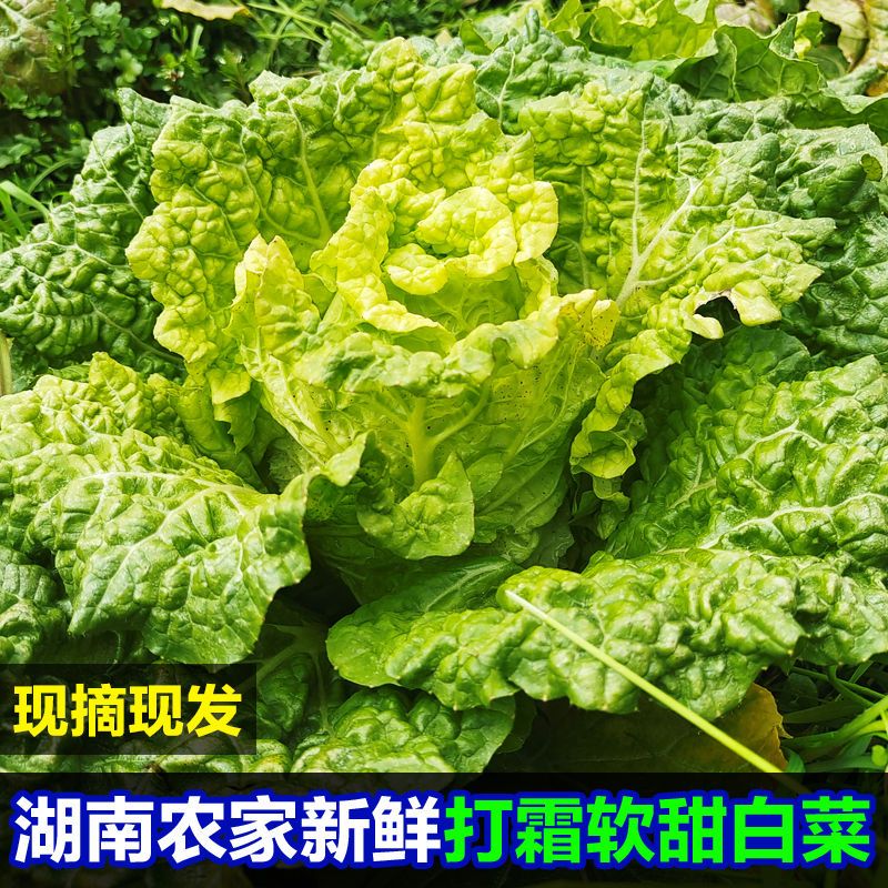 湖南农家露天种霜打植麻叶白菜青麻叶皱叶白菜火锅菜现砍现发
