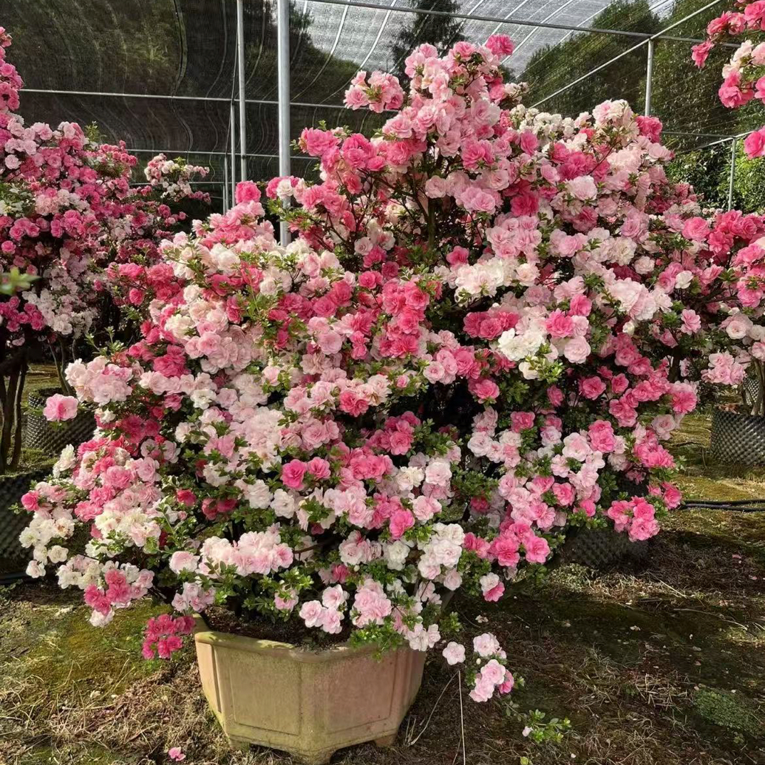 鹃之舞杜鹃花品种大红耐寒耐热室内外易养活大桩盆景