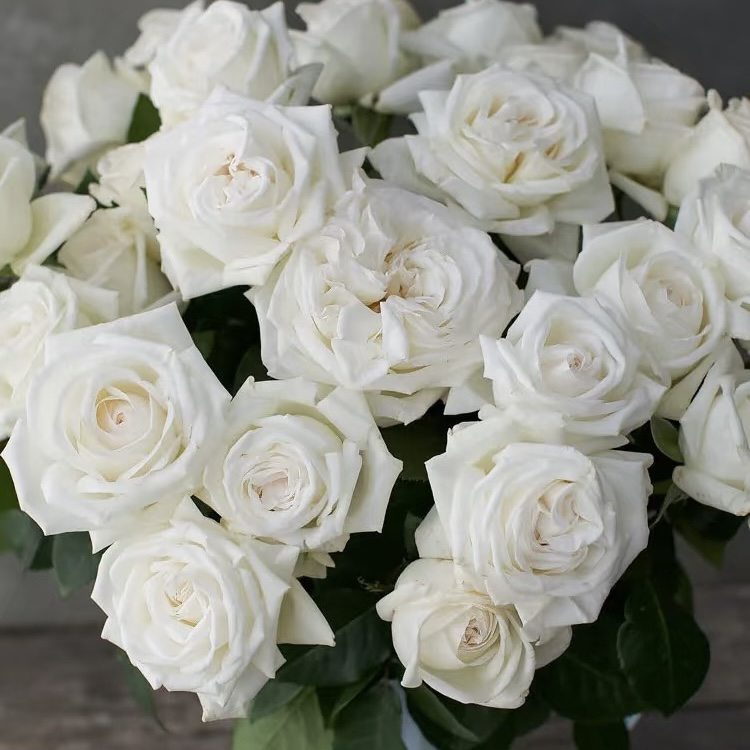云影精选【白玫瑰】昆明鲜花批发次日达