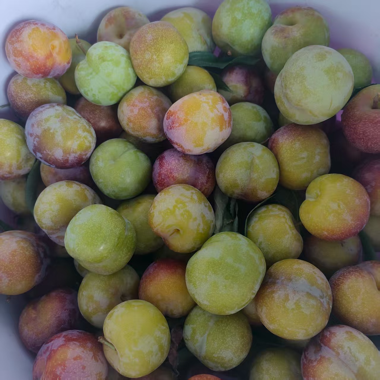 脱骨凤凰李子新鲜应季水果脆甜爽口肉厚