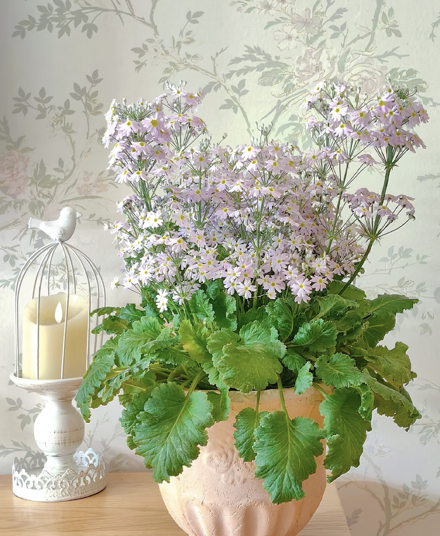 白日梦想花园-四季小花樱草