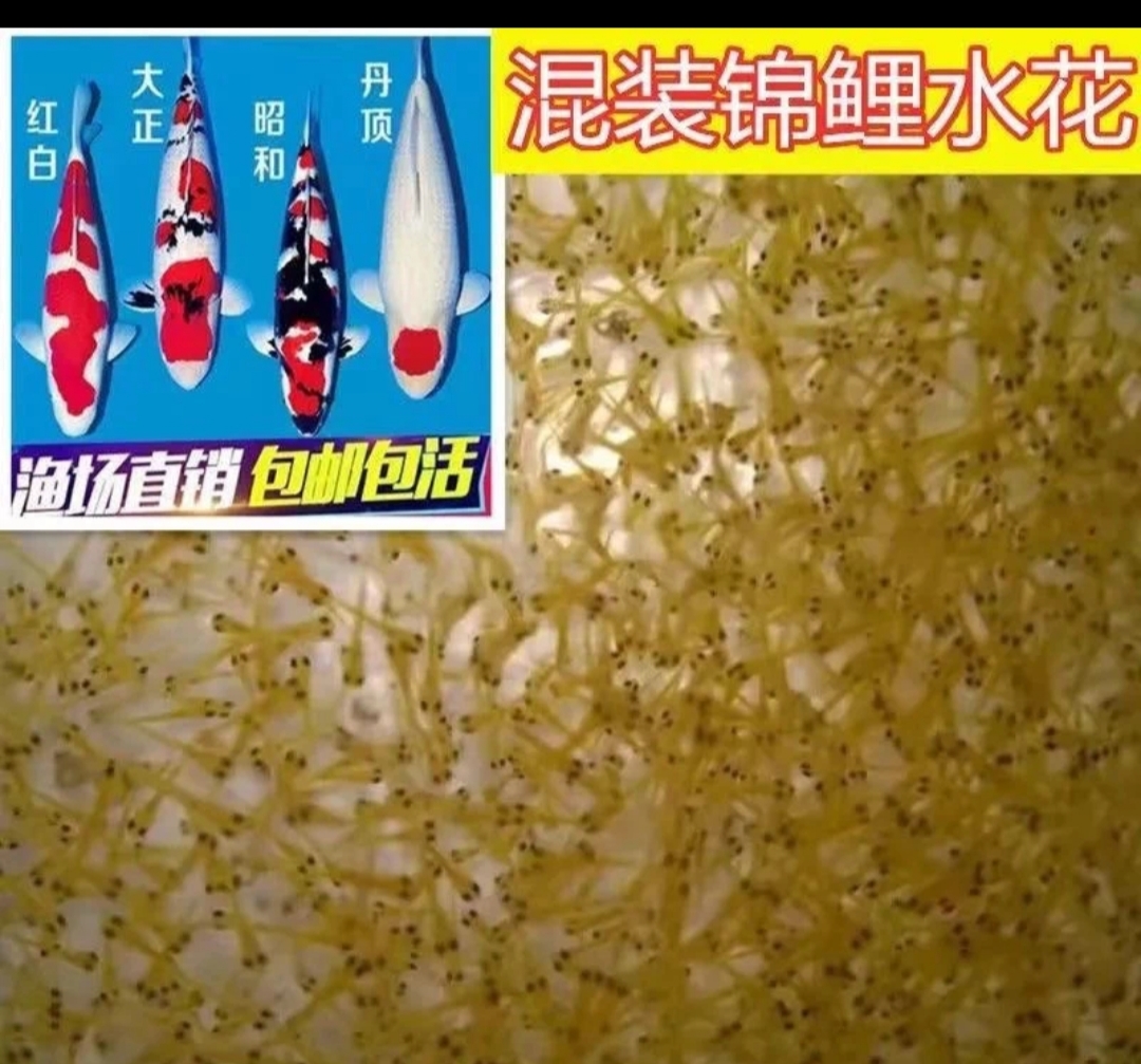血统锦鲤鱼苗水花红白大正昭和芥子白写绯写好养耐活