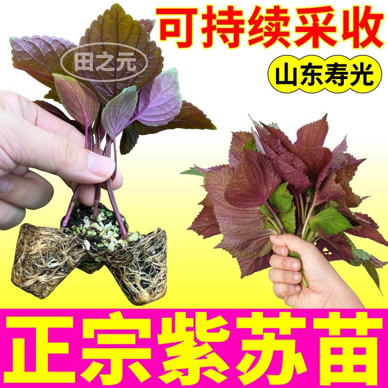 山东寿光正宗双面紫苏苗秧带土球味浓苏子春秋四季庭院阳台盆栽籽