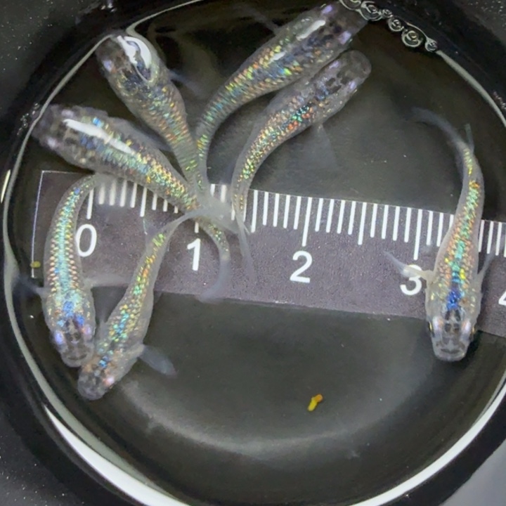 青鳉鱼短体蓝宝石20号