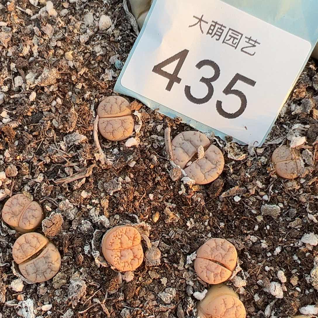 量拍188云映3颗           435