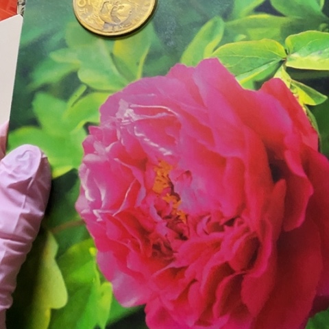 静***开其他普通金属熊猫春卡一个