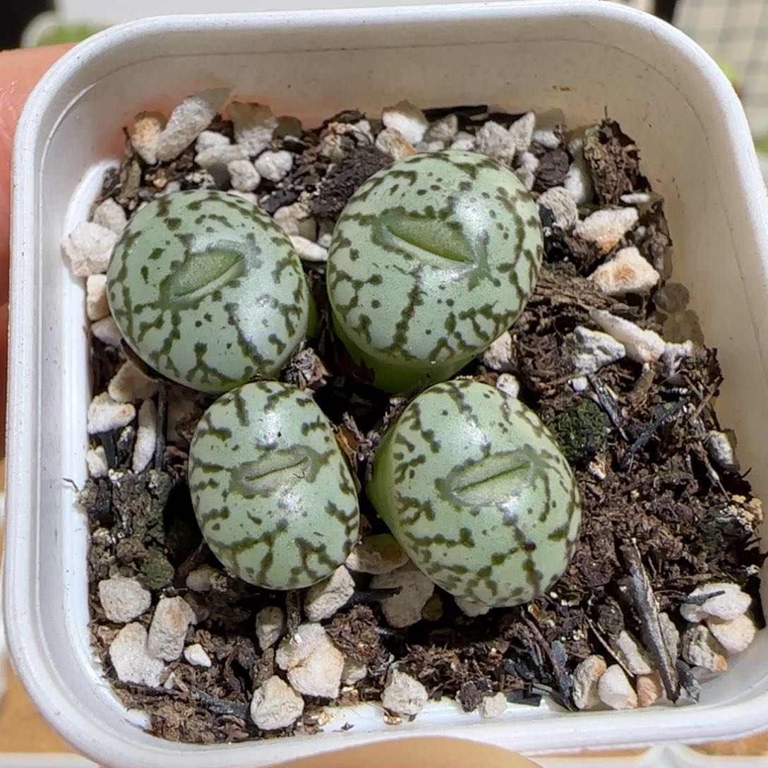 肉锥多肉植物组合-安贞97