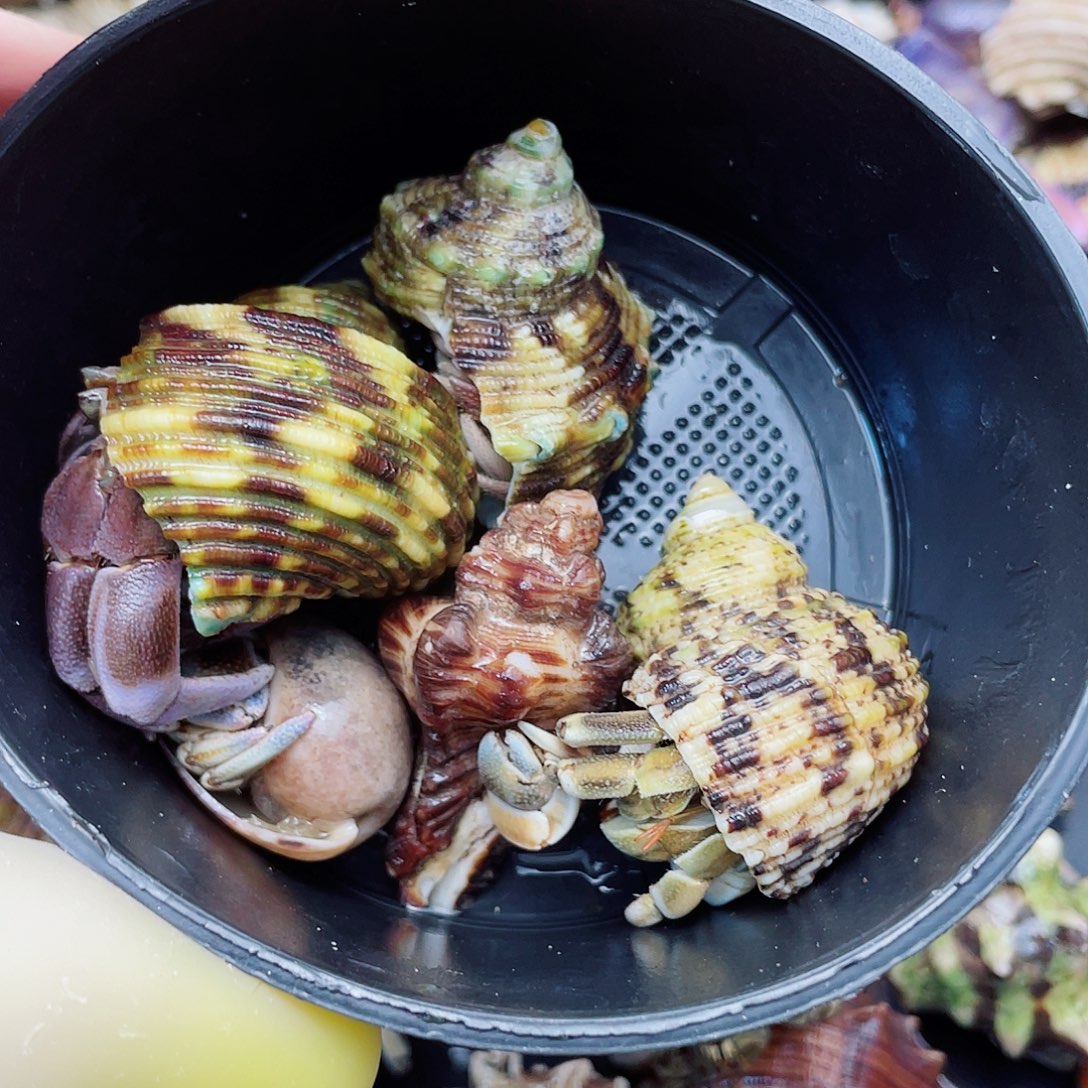 五只超漏组合蟹蟹（2只磨尖，包活三只到家）