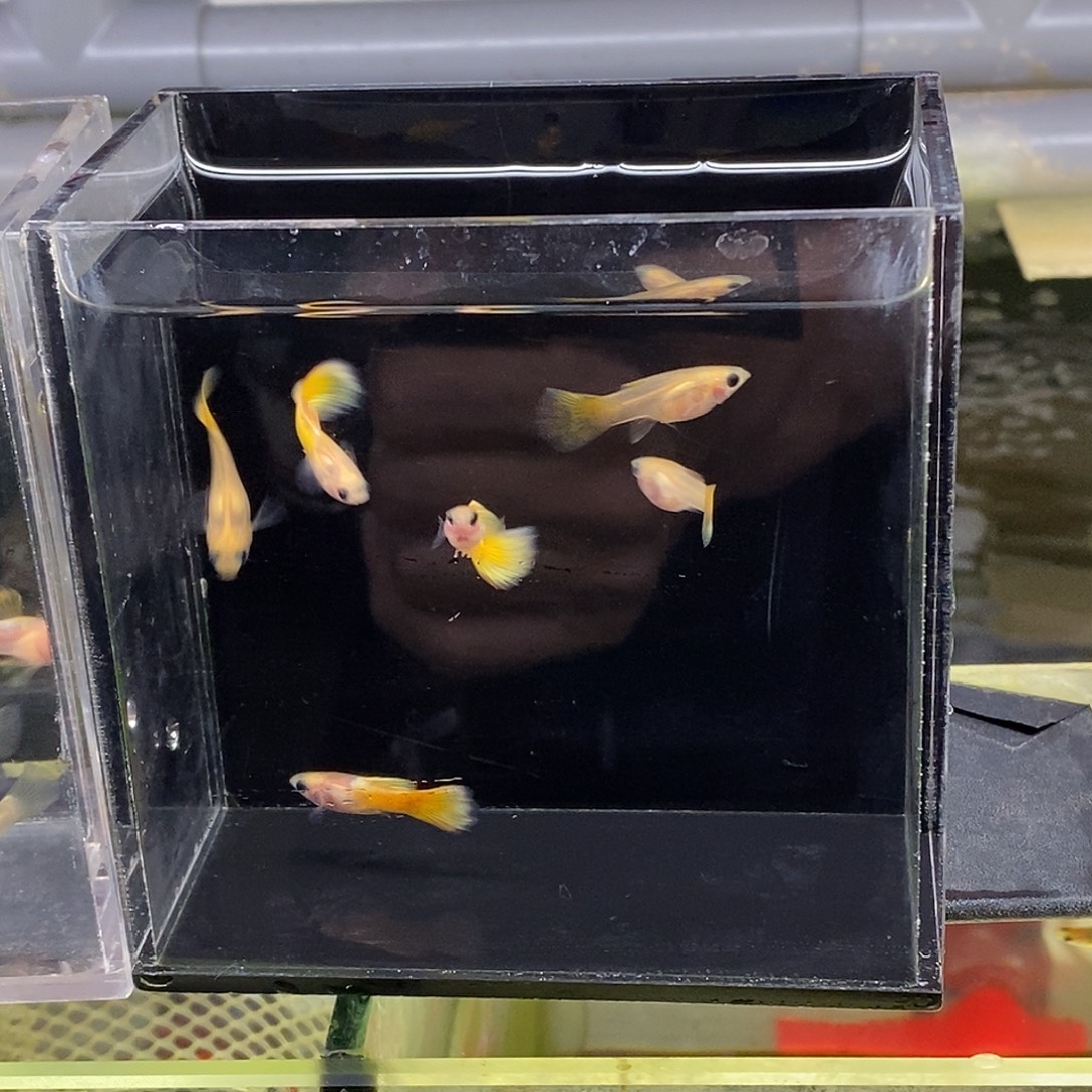 孔雀鱼黄金玻璃猫3对特价