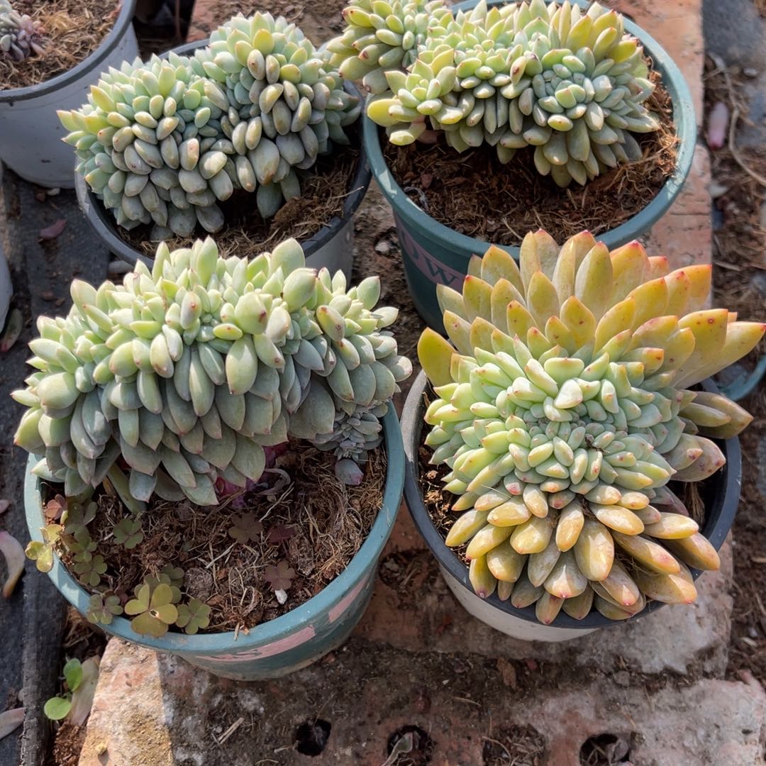 4颗100元1115。 88000