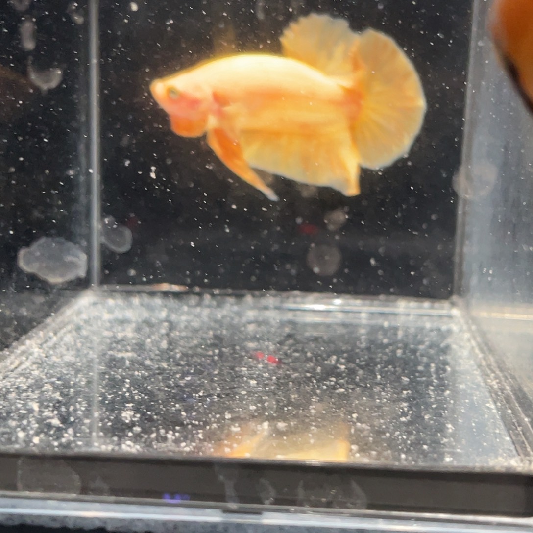 斗鱼12.11 超黄将军 077