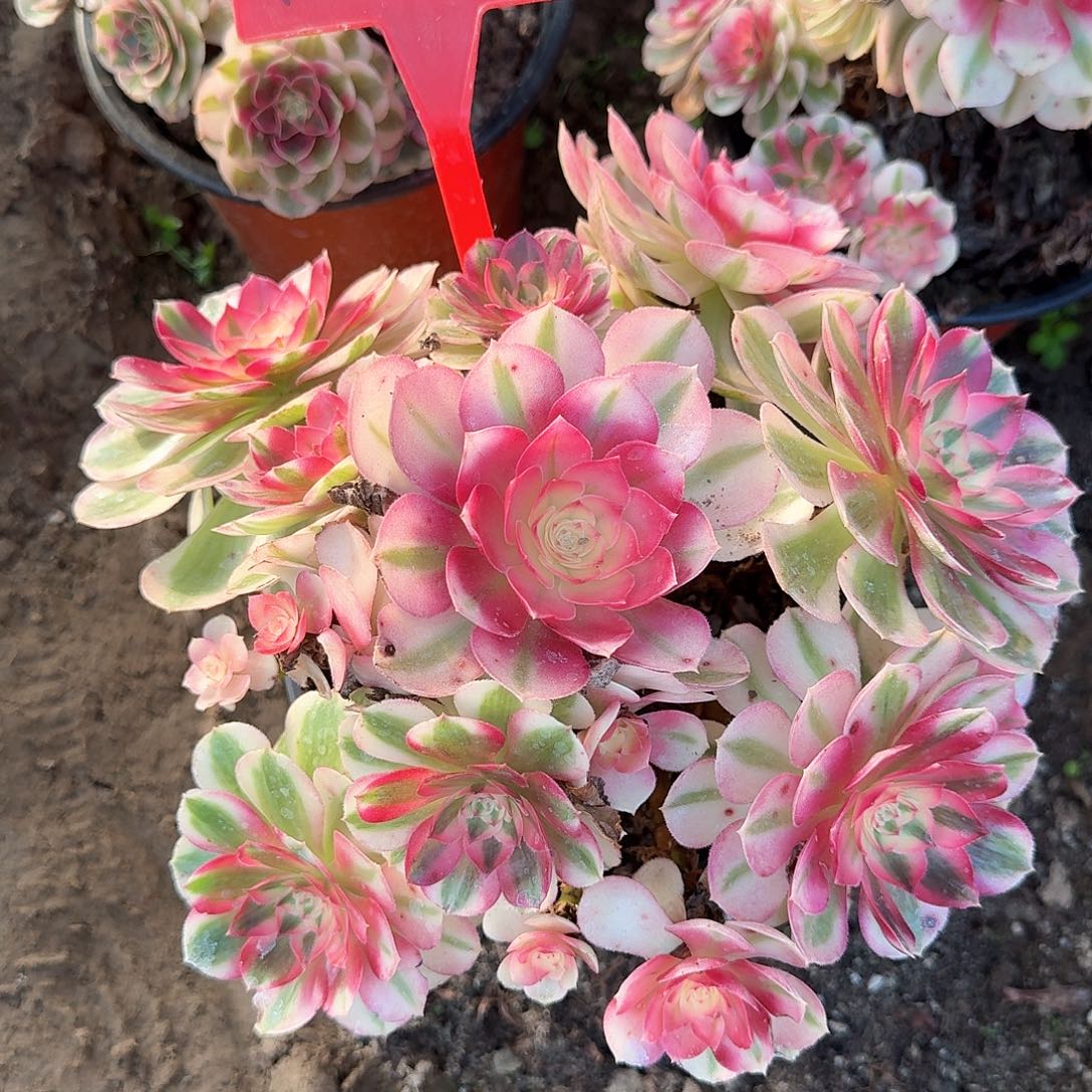 4-825倾城多肉法师