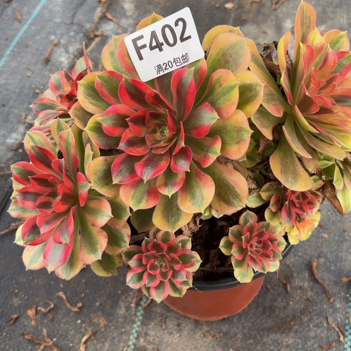 瑞妈多肉植物，402.洛神朵朵