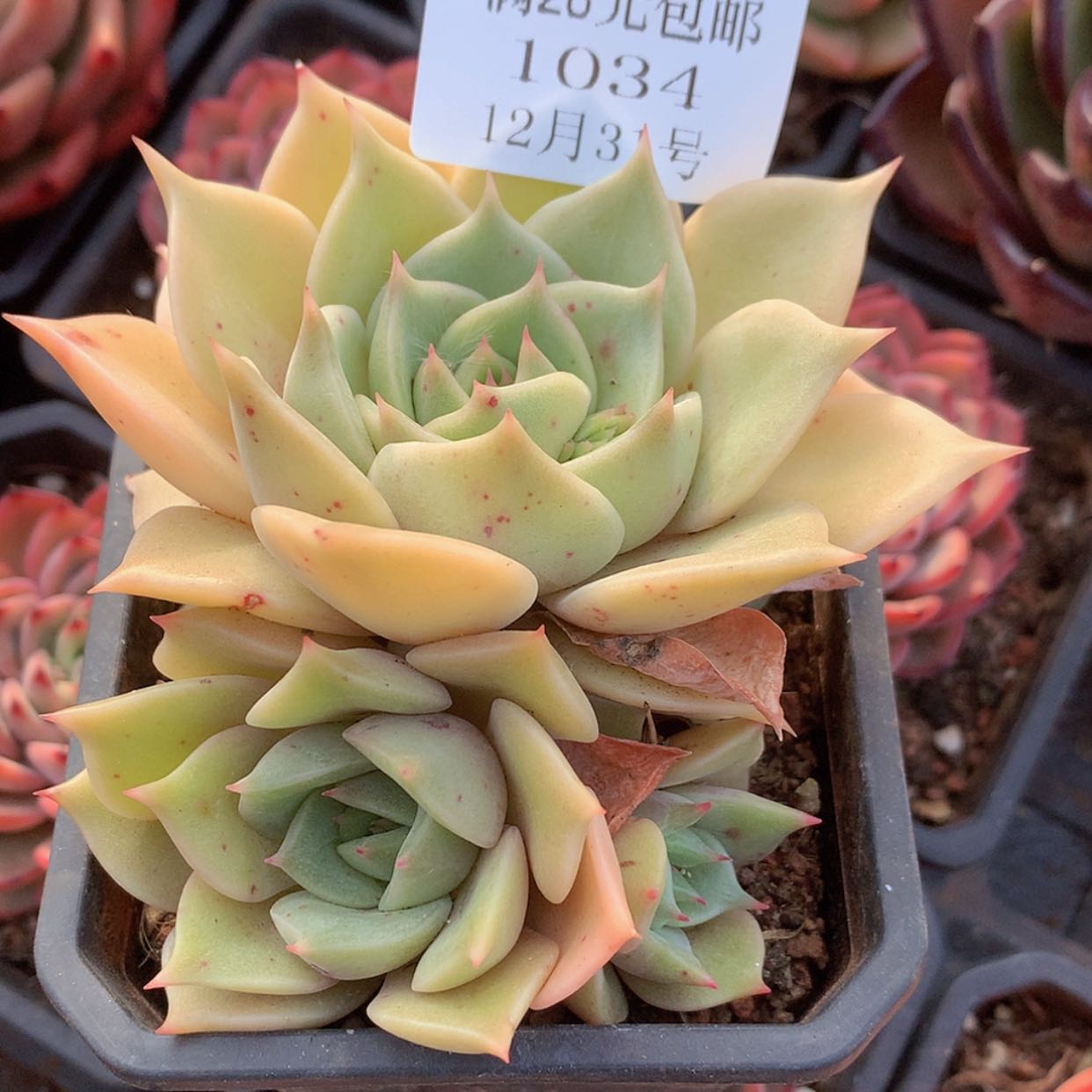 【闪购商品】云1034号
