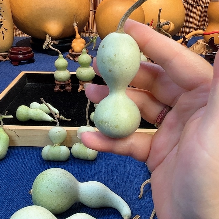 熙*葫芦葫芦葫芦葫芦葫芦