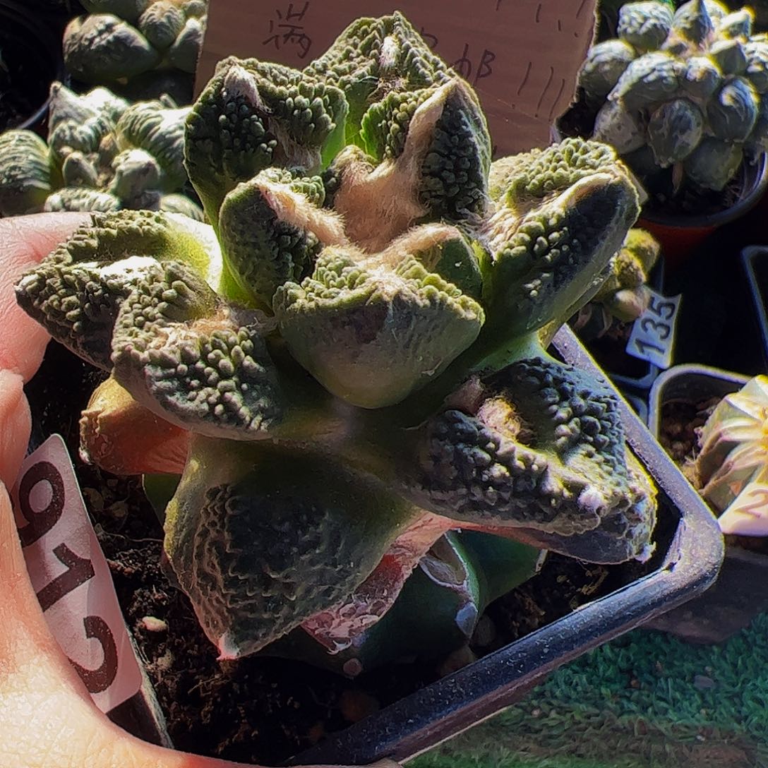 无花朵翘尤龟甲牡丹912