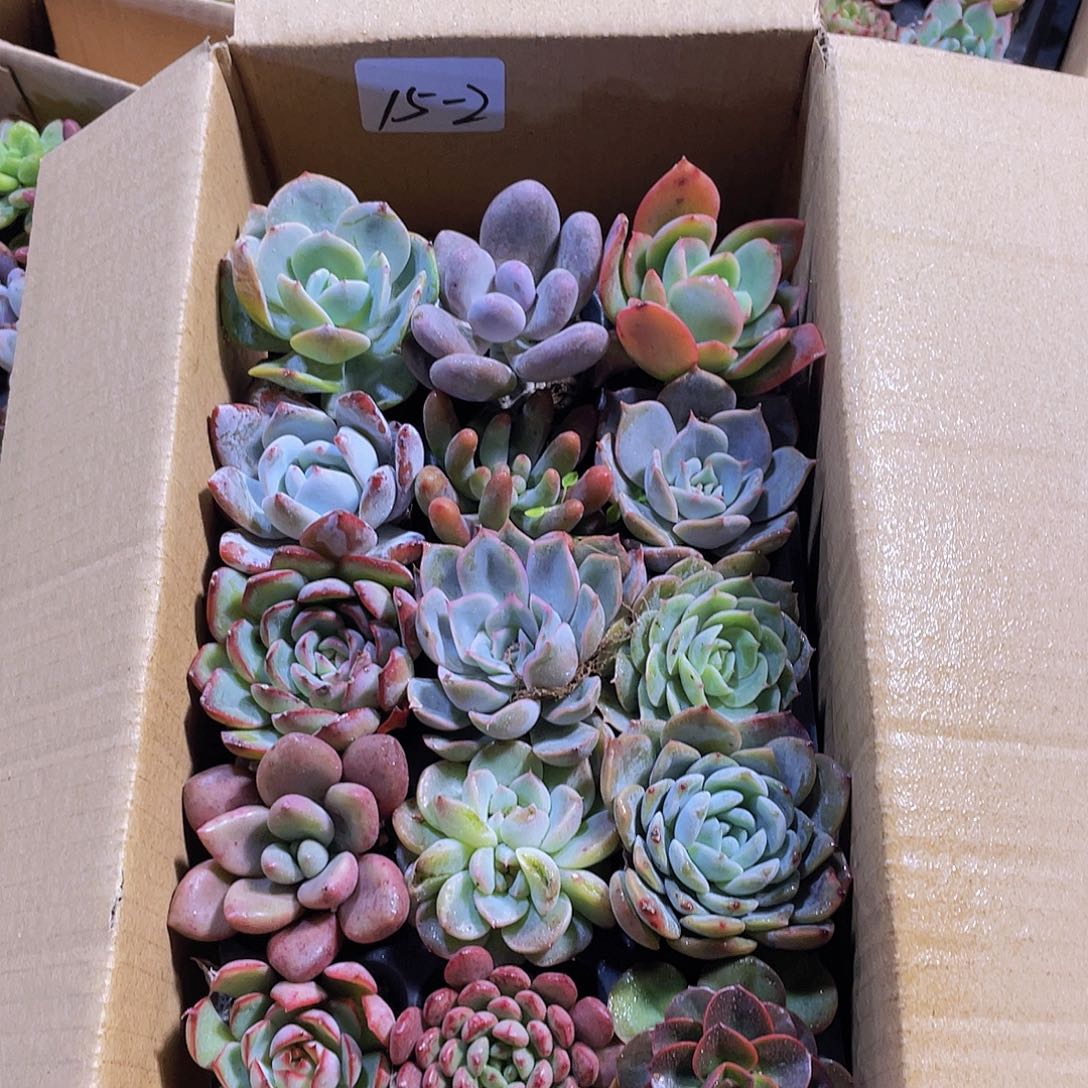 15颗-2号约4-5厘米